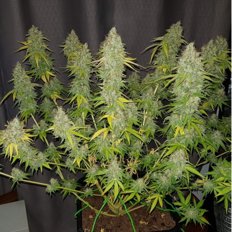 Caramel King CBD - liečebné semená konopy, odroda marihuany