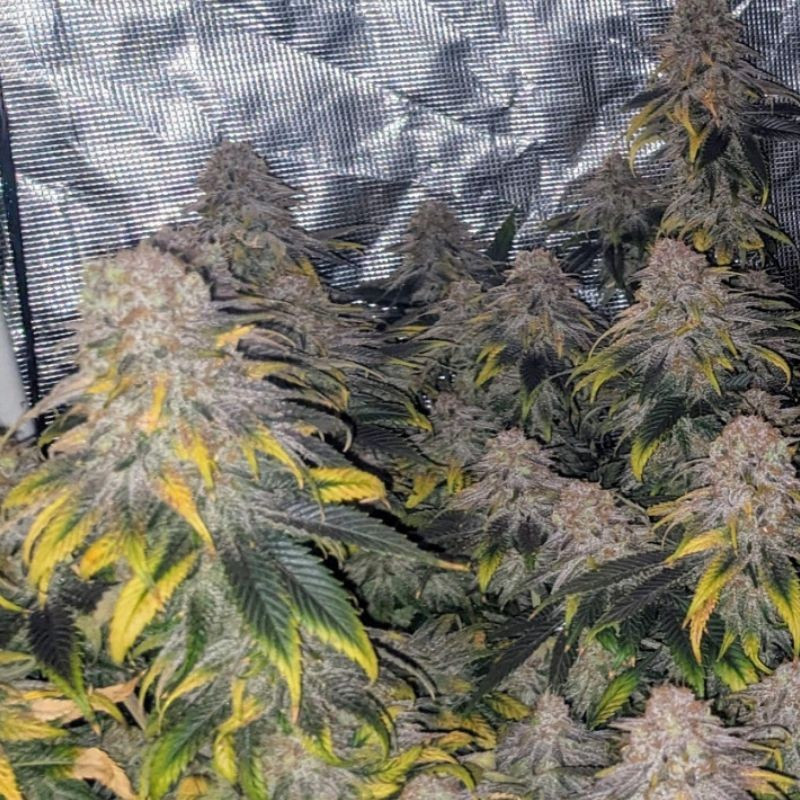 Great White Shark CBD - liečebné semená konopy, odroda marihuany