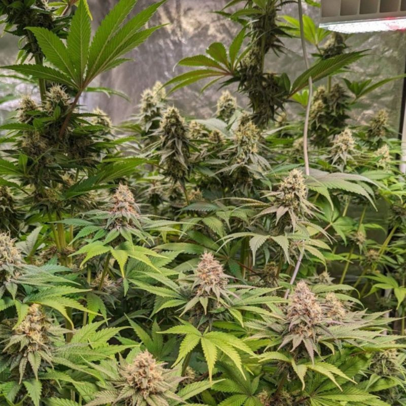 Cheese CBD - liečebné semená konopy, odroda marihuany