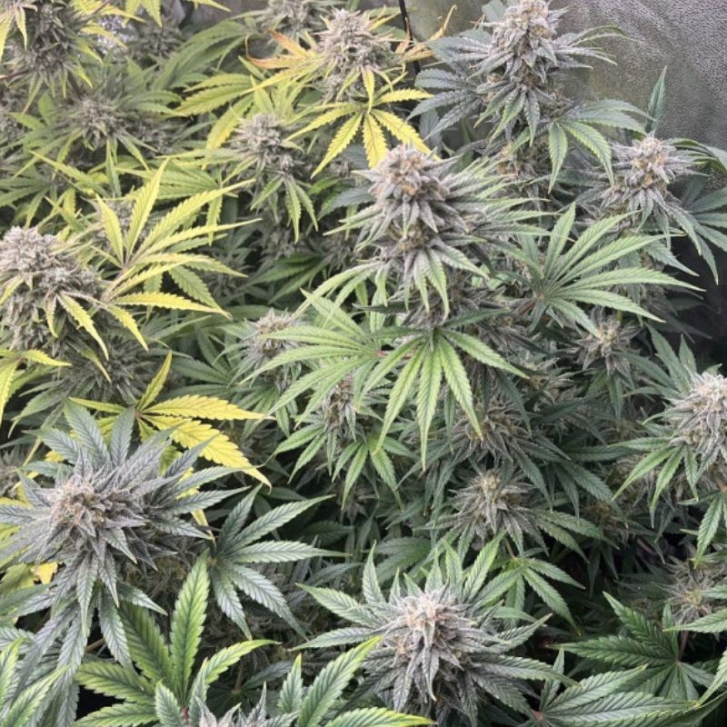 DoSiDos Auto - samokvitnúce semená konopy, odroda marihuany