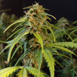 Gorilla Glue Auto - samokvitnúce semená konopy, odroda marihuany