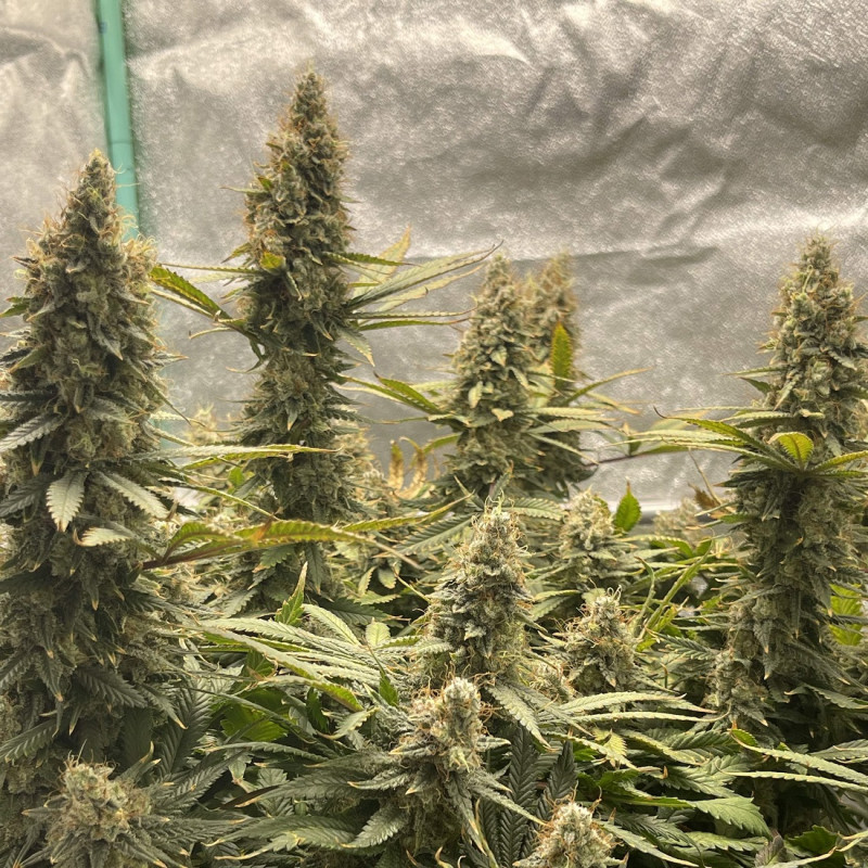 Jack Herer Auto - samokvitnúce semená konopy, odroda marihuany
