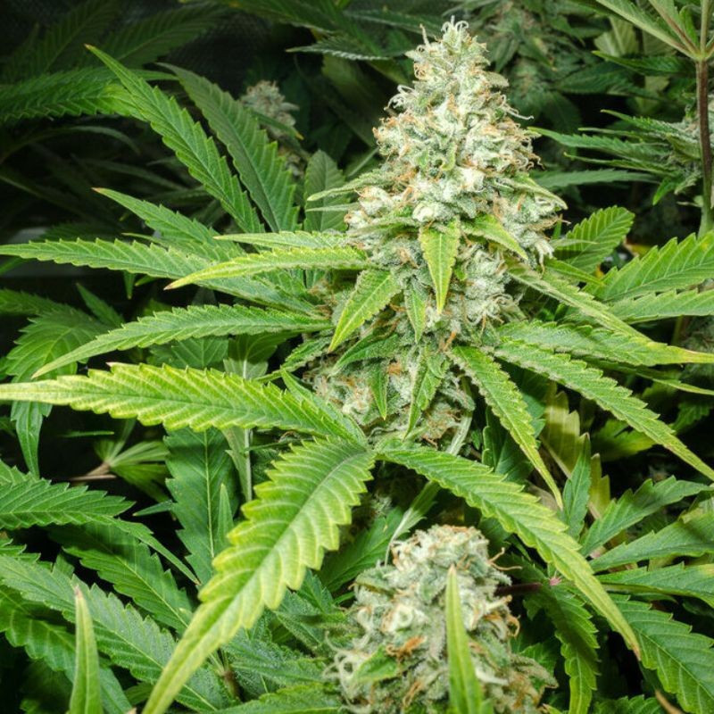 Green Skunk Auto - samokvitnúce semená konopy, odroda marihuany