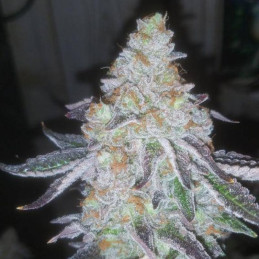 Lavender Auto - samokvitnúce semená konopy, odroda marihuany