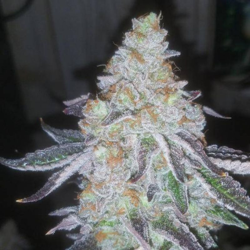 Lavender Auto - samokvitnúce semená konopy, odroda marihuany