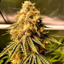Mimosa Auto - samokvitnúce semená konopy, odroda marihuany