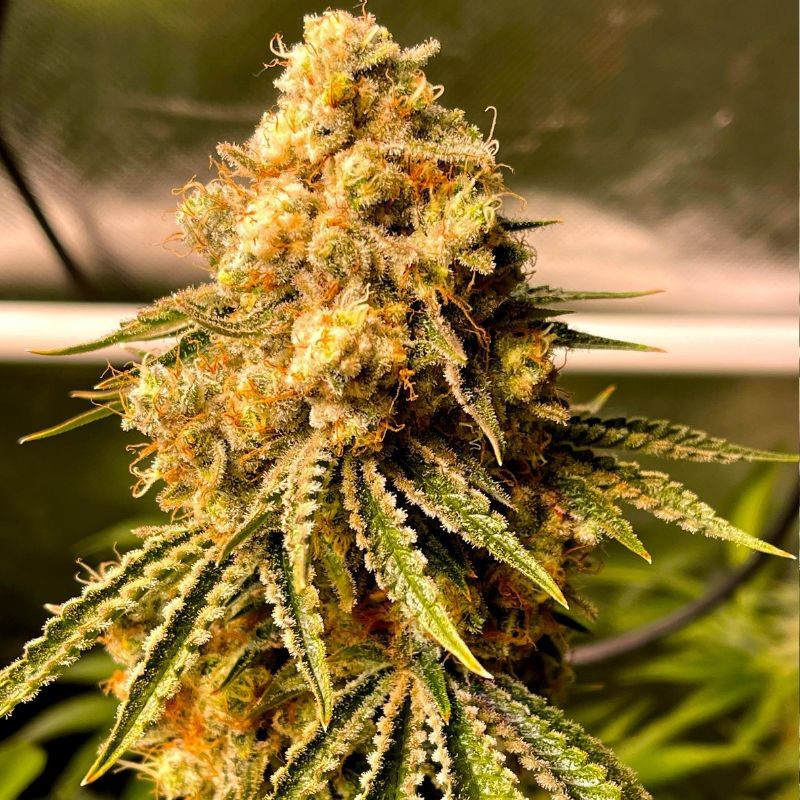 Mimosa Auto - samokvitnúce semená konopy, odroda marihuany