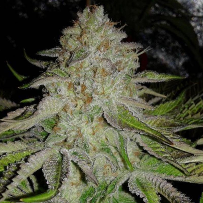 OG Kush Auto - samokvitnúce semená konopy, odroda marihuany