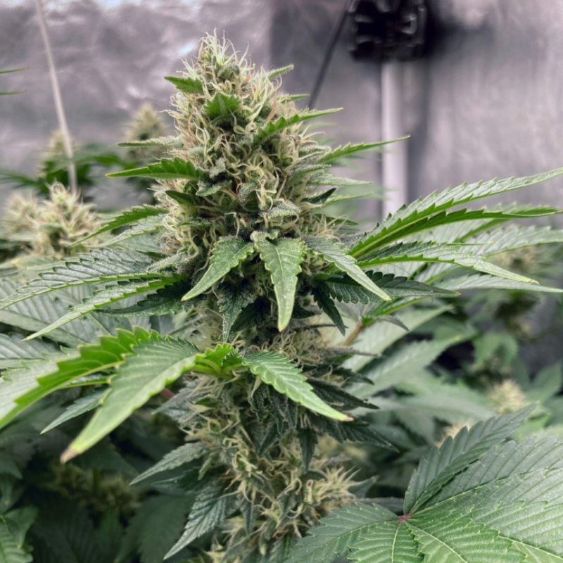 Northern Light Auto - samokvitnúce semená konopy, odroda marihuany