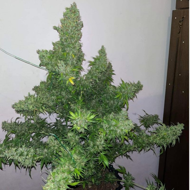 White Russian Auto - samokvitnúce semená konopy, odroda marihuany