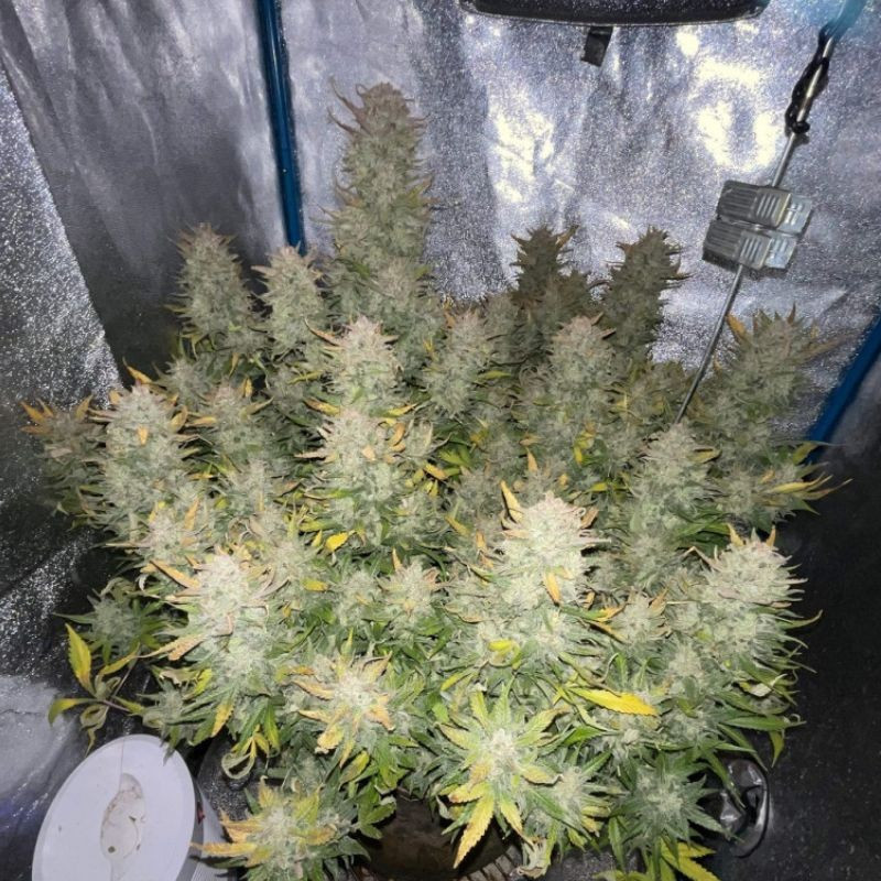 Tropicana Cookies - semená konopy, odroda marihuany