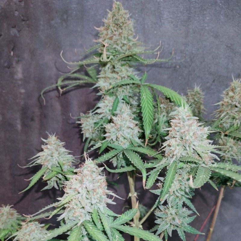 The Unlimited - semená konopy, odroda marihuany