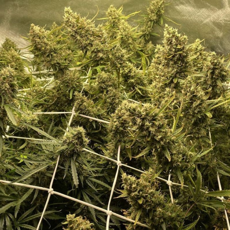 Strawberry Kush - semená konopy, odroda marihuany