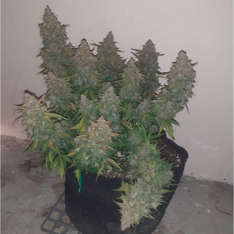 Somango - semená konopy, odroda marihuany