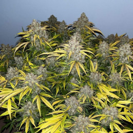 Special Skunk - semená konopy, odroda marihuany