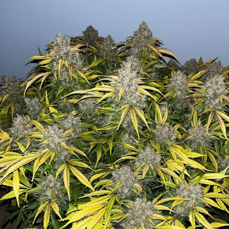 Special Skunk - semená konopy, odroda marihuany