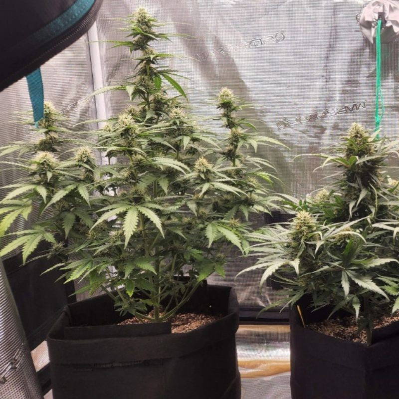 Special Haze - semená konopy, odroda marihuany