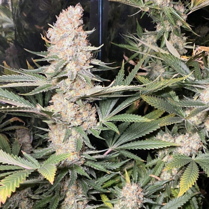 Super Skunk - semená konopy, odroda marihuany