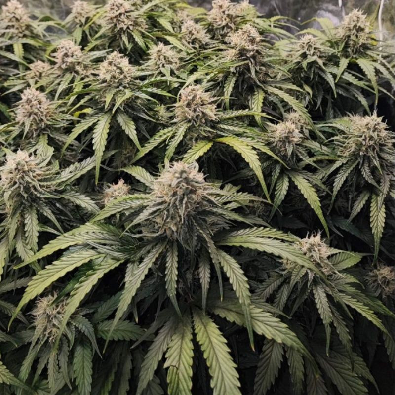 Runtz - semená konopy, odroda marihuany