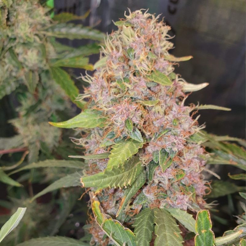 Purple Kush - semená konopy, odroda marihuany