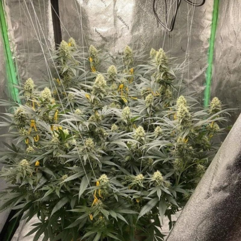 LSD - semená konopy, odroda marihuany