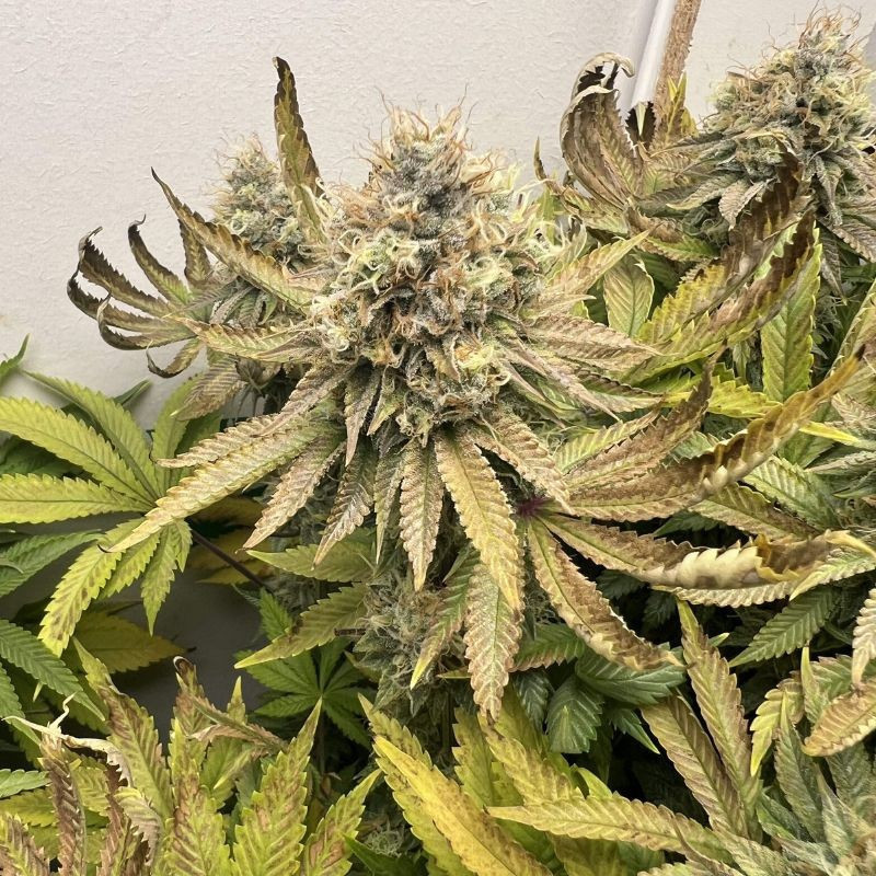 Northern Light - semená konopy, odroda marihuany