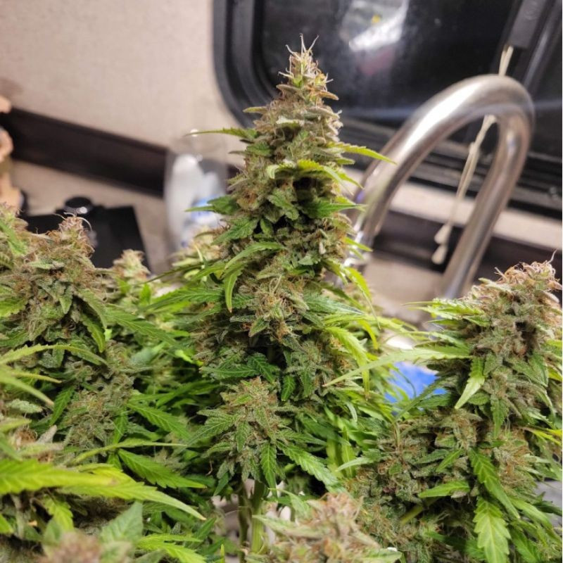 Neville's Haze - semená konopy, odroda marihuany