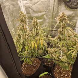 NYC Diesel - semená konopy, odroda marihuany