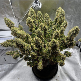 Mimosa - semená konopy, odroda marihuany