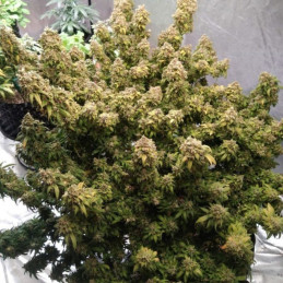 Mazar Extra - semená konopy, odroda marihuany
