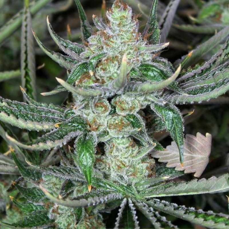 Bob Marley - semená konopy, odroda marihuany