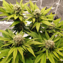 Lemon Juice - semená konopy, odroda marihuany