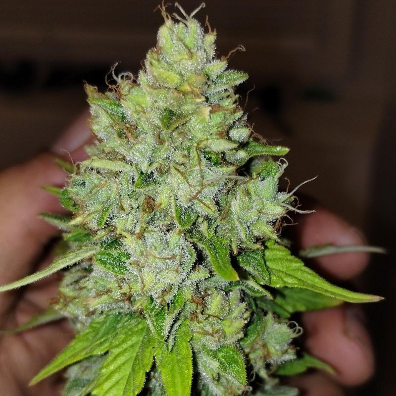 Lemon Skunk - semená konopy, odroda marihuany