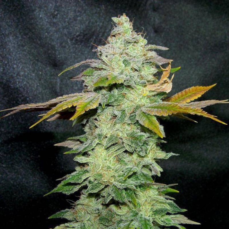 Lavender - semená konopy, odroda marihuany