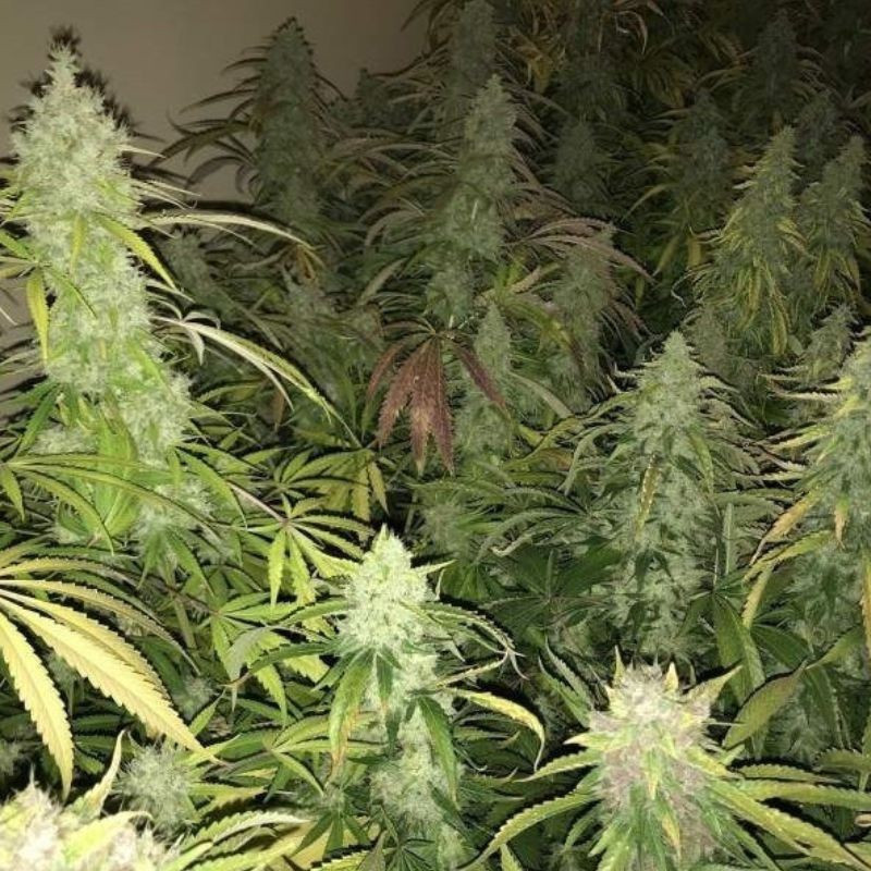 Kalashnikova - semená konopy, odroda marihuany