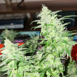 Gorilla Glue - semená konopy, odroda marihuany