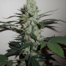 Green Crack - semená konopy, odroda marihuany