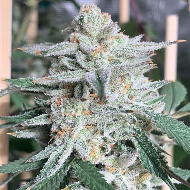Girl Scout Cookies - semená konopy, odroda marihuany