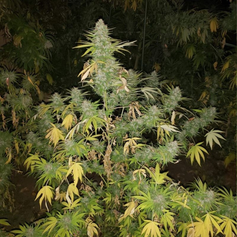 Grapefruit - semená konopy, odroda marihuany