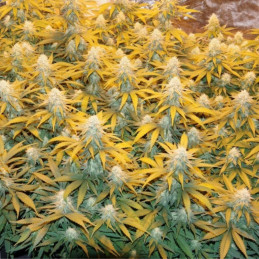 Great White Shark - semená konopy, odroda marihuany