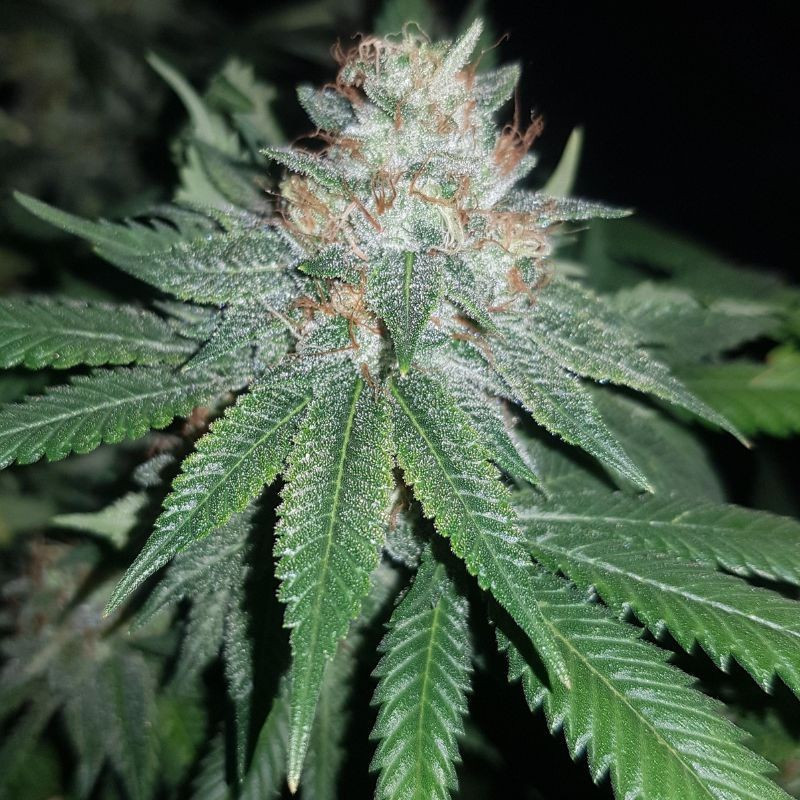 Euforia Special - semená konopy, odroda marihuany