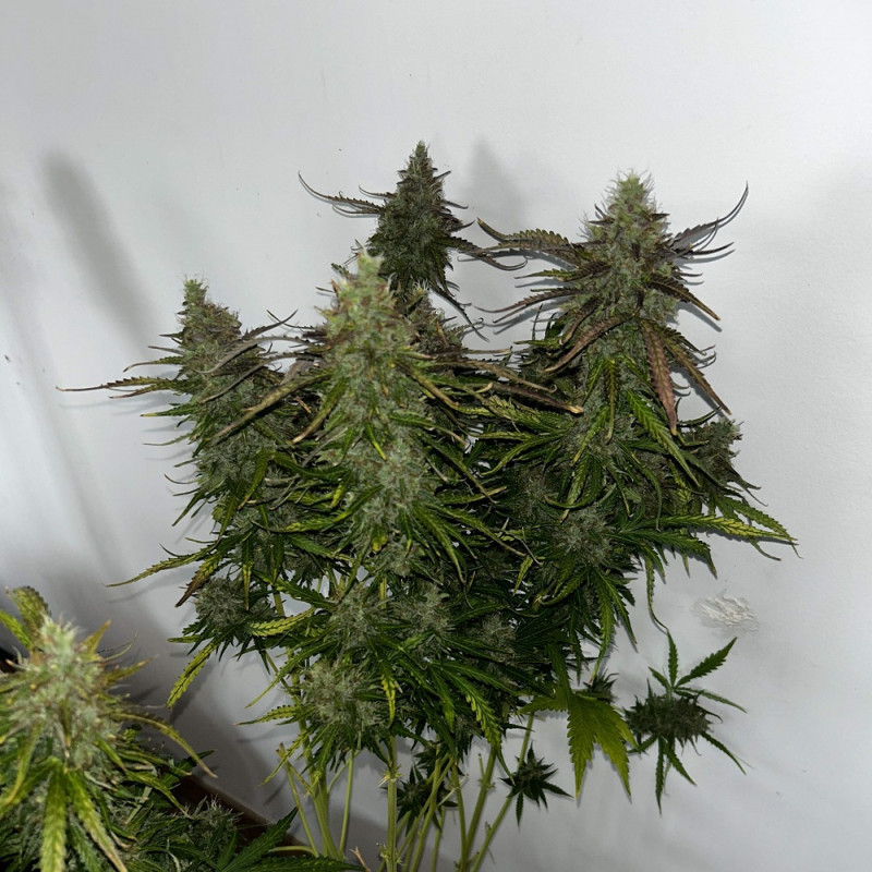 Skunk - semená konopy, odroda marihuany