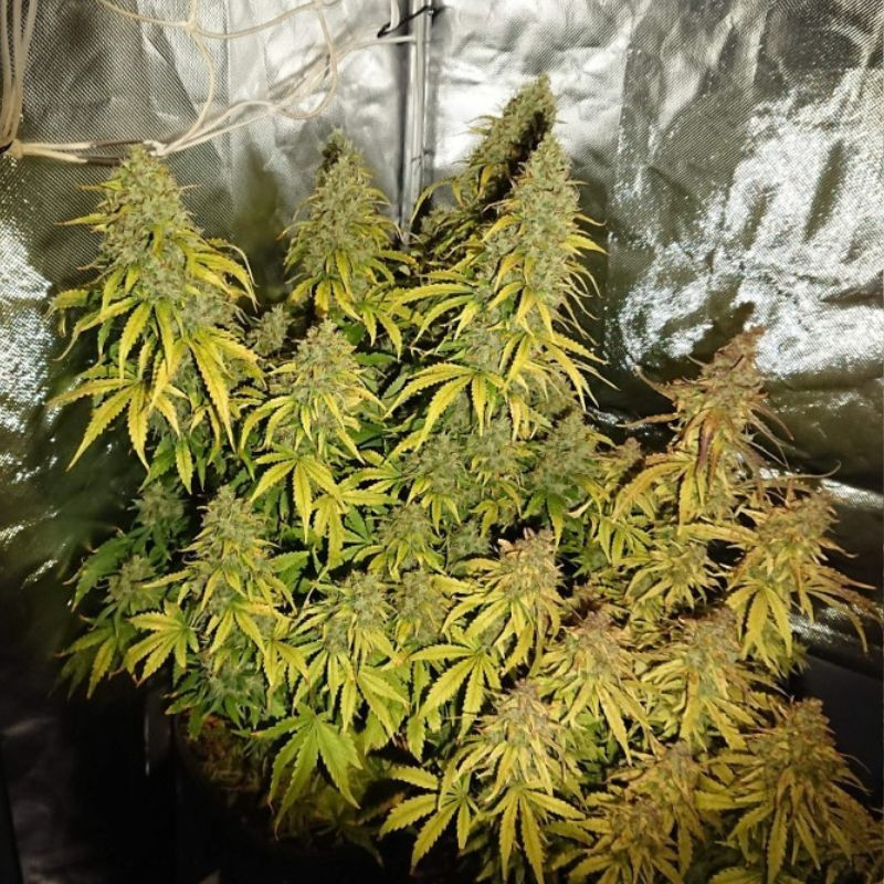 Durban Poison - semená konopy, odroda marihuany