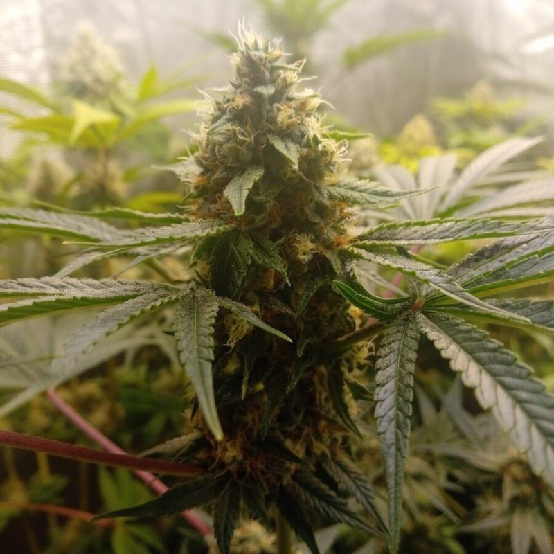 Critical Mass - semená konopy, odroda marihuany