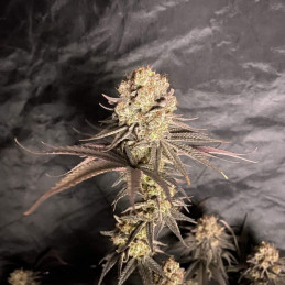 RoboCop - semená konopy, odroda marihuany