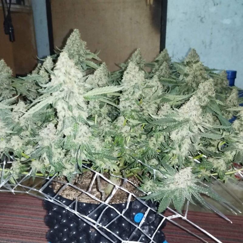 Coffee Ryder - semená konopy, odroda marihuany