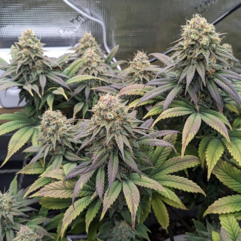 Cheese - semená konopy, odroda marihuany