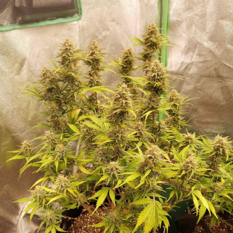 Caramel - semená konopy, odroda marihuany
