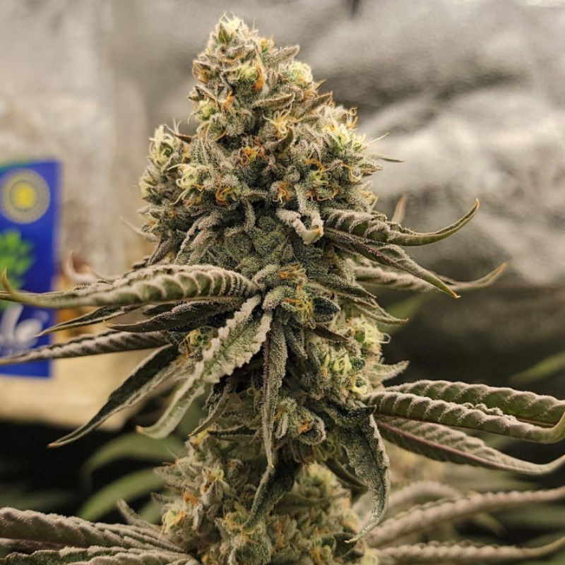 Bruce Banner - semená konopy, odroda marihuany