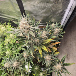 Banana Flower - semená konopy, odroda marihuany